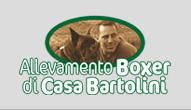 Allevamento Boxer Casa Bartolini, Pontedera