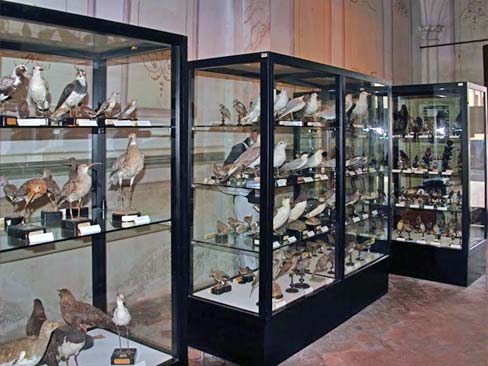 Museo ornitologico di San Gimignano